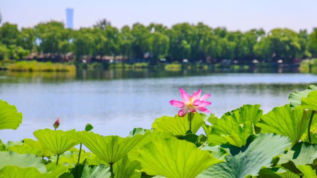 夏日荷为美